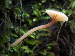 Attēlu rezultāti vaicājumam “Lichenomphalia umbellifera”