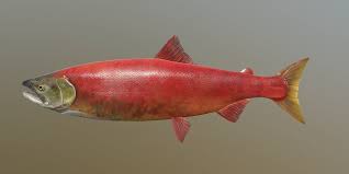 Image result for Oncorhynchus nerka