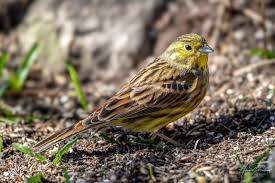 Attēlu rezultāti vaicājumam “Emberiza citrinella”