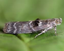 Attēlu rezultāti vaicājumam “Ortholepis betulae”