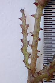 Attēlu rezultāti vaicājumam “Najas marina”