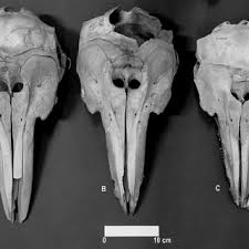 Image result for Leucopleurus acutus