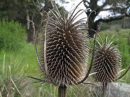 Attēlu rezultāti vaicājumam “Dipsacaceae”