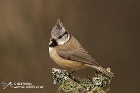 Attēlu rezultāti vaicājumam “Lophophanes cristatus adult”