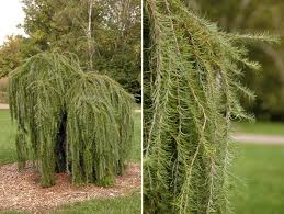 Attēlu rezultāti vaicājumam “Larix decidua”