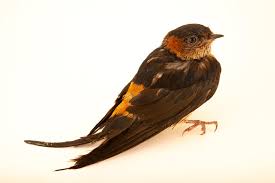 Image result for Cecropis daurica