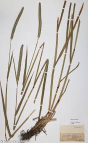 Attēlu rezultāti vaicājumam “Phleum phleoides fruit”