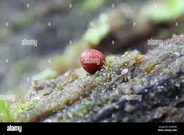 Attēlu rezultāti vaicājumam “Lycogala conicum spores”