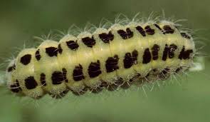 Attēlu rezultāti vaicājumam “Zygaena lonicerae larva”