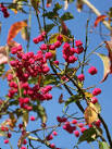 beautiful autumn fruit. - via Daymix