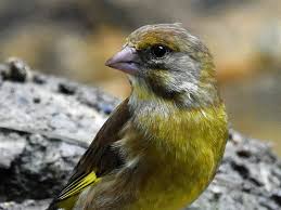 Attēlu rezultāti vaicājumam “Chloris chloris female”