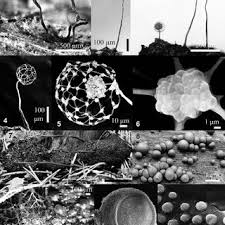 Attēlu rezultāti vaicājumam “Cribraria ferruginea spores”