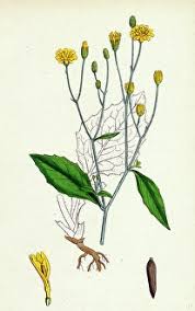 Attēlu rezultāti vaicājumam “Lapsana communis flower”