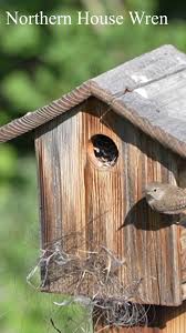 Attēlu rezultāti vaicājumam “Troglodytes troglodytes nest”