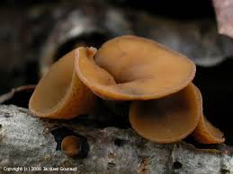 Attēlu rezultāti vaicājumam “Rutstroemia firma”