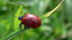 Attēlu rezultāti vaicājumam “Chrysomela populi”