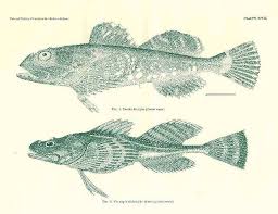 Image result for Myoxocephalus quadricornis