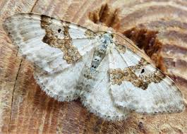 Attēlu rezultāti vaicājumam “Xanthorhoe montanata”