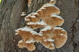 Attēlu rezultāti vaicājumam “Didymodon tophaceus sporophyte”