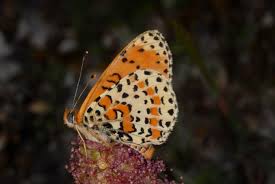 Attēlu rezultāti vaicājumam “Melitaea didyma male”