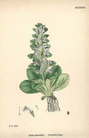 Attēlu rezultāti vaicājumam “Ajuga pyramidalis”
