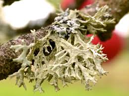 Attēlu rezultāti vaicājumam “Cladonia mitis”