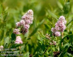 Attēlu rezultāti vaicājumam “Spiraea salicifolia”