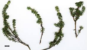 Attēlu rezultāti vaicājumam “Empetrum nigrum leaf”