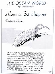 Attēlu rezultāti vaicājumam “Talitrus saltator”