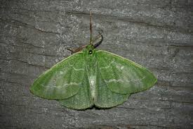 Attēlu rezultāti vaicājumam “Thetidia smaragdaria”