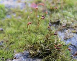 Attēlu rezultāti vaicājumam “Rhynchostegiella tenella”