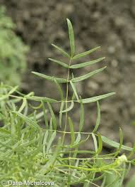 Attēlu rezultāti vaicājumam “Thalictrum lucidum leaf”