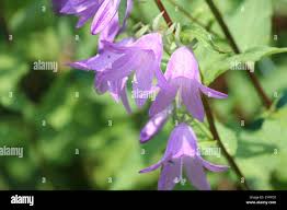 Attēlu rezultāti vaicājumam “Campanula rapunculoides bud”