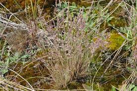 Attēlu rezultāti vaicājumam “Corynephorus canescens”