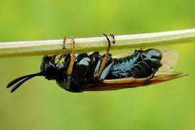 Attēlu rezultāti vaicājumam “Arge ustulata”