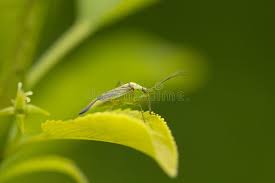 Attēlu rezultāti vaicājumam “Rhabdomiris striatellus imago”