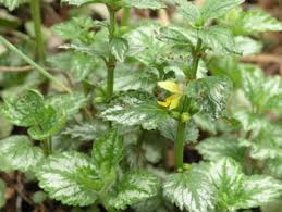 Attēlu rezultāti vaicājumam “Lamiastrum galeobdolon bud”
