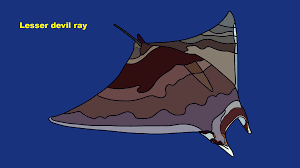 Image result for Mobula hypostoma