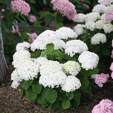 Attēlu rezultāti vaicājumam “Hydrangea”
