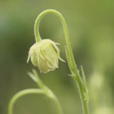 Image result for Geum rivale