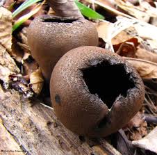 Attēlu rezultāti vaicājumam “Craterium sp.”