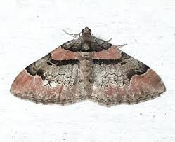 Attēlu rezultāti vaicājumam “Catarhoe rubidata”