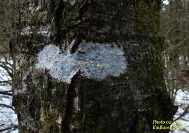 Attēlu rezultāti vaicājumam “Athelia arachnoidea”