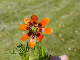 Image result for Adonis aestivalis