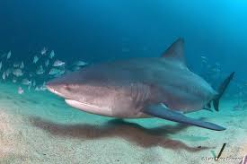 Image result for Carcharhinus leucas
