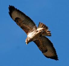 Attēlu rezultāti vaicājumam “Buteo buteo”