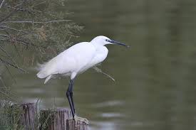 Image result for Egretta garzetta