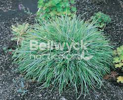 Attēlu rezultāti vaicājumam “Sesleria caerulea leaf”