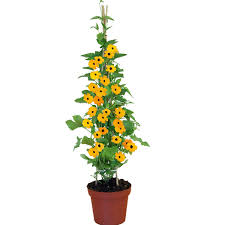 Image result for schwarzäugige Susanne