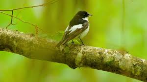 Attēlu rezultāti vaicājumam “Ficedula hypoleuca”